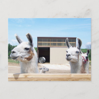 DRIE LLAMAS BRIEFKAART