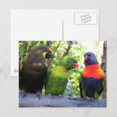 Drie Lorikeets Briefkaart (Voorkant / Achterkant)