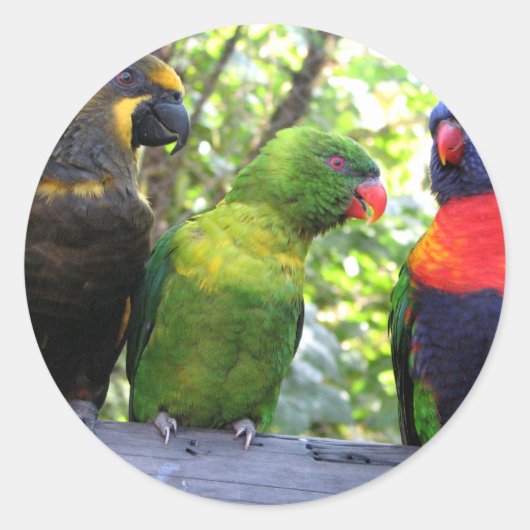 Drie lorikeets ronde sticker (Voorkant)