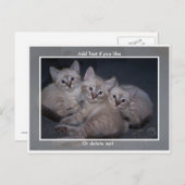 Drie Lynx Point Siamese Kittens Briefkaart (Voorkant / Achterkant)