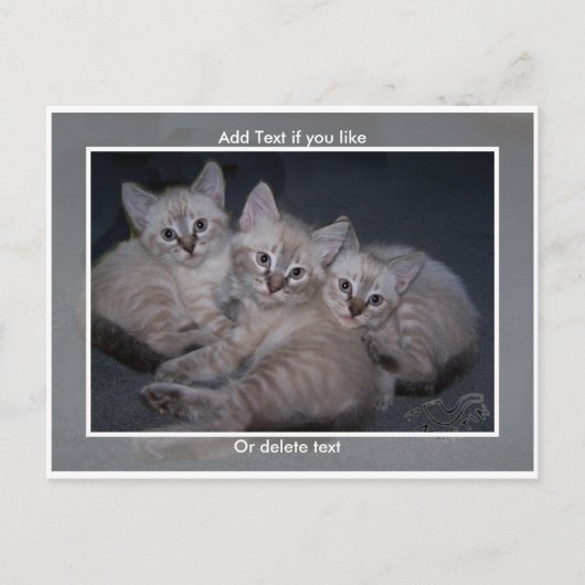 Drie Lynx Point Siamese Kittens Briefkaart (Voorkant)