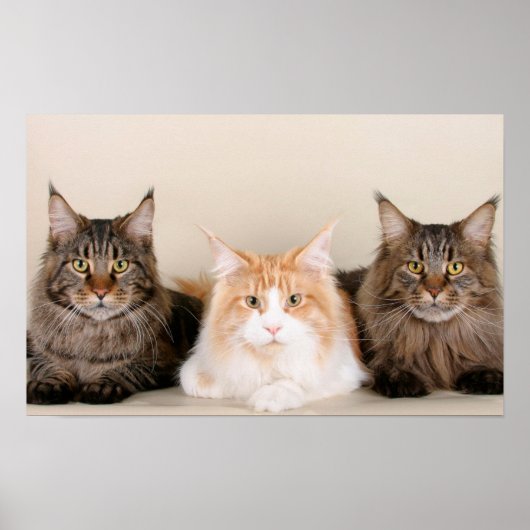 Drie Maine Coon Cats Poster (Voorkant)