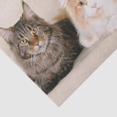 Drie Maine Coon Cats Tissuepapier (Detail)