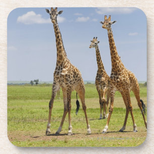 drie Masai giraffes, Giraffa camelopardalis Onderzetter