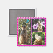 Drie Meerkat Photo Collage, Fridge Magnet Magneet (Voorkant / Achterkant)