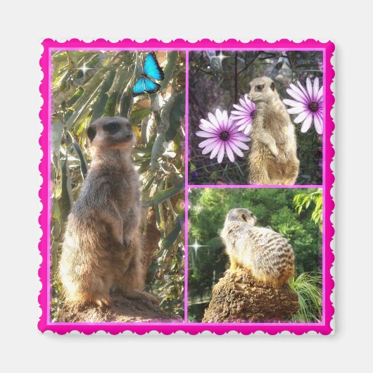 Drie Meerkat Photo Collage, Fridge Magnet Magneet (Voorkant)