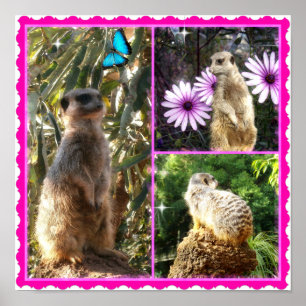 Drie Meerkat Photo Collage, Poster