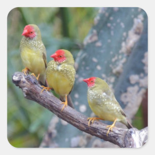 Drie mooie groene vinken vierkante sticker