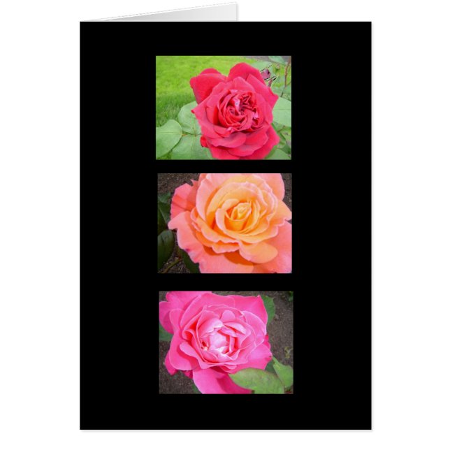 Drie Mooie Rozen (Voorkant)