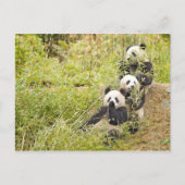 Drie München Panda Cubs Briefkaart (Voorkant)