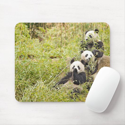 Drie Munching Panda Cubs Mousepad Muismat (Met muis)