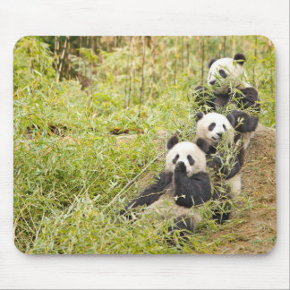 Drie Munching Panda Cubs Mousepad Muismat