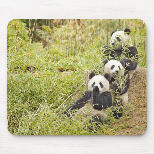 Drie Munching Panda Cubs Mousepad Muismat (Voorkant)