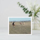 drie paarden briefkaart (Staand voorkant)
