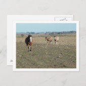 drie paarden briefkaart (Voorkant / Achterkant)