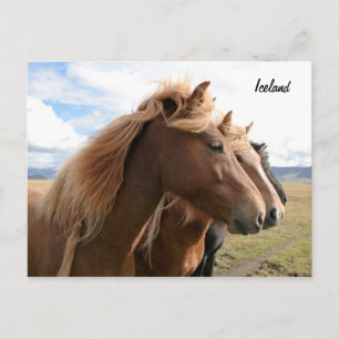 Drie paarden in een rij Briefkaart