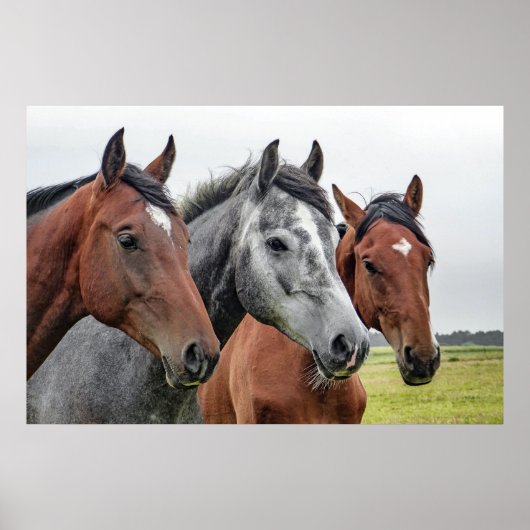 Drie paarden poster (Voorkant)