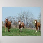 Drie paarden poster (Voorkant)
