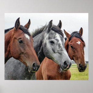 Drie paarden poster
