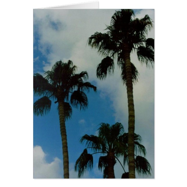 Drie palmen (Voorkant)