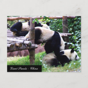 Drie Panda-Beren die plezier hebben in het spelen  Briefkaart