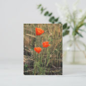 Drie papavers | BRIEFKAARTEN (Staand voorkant)