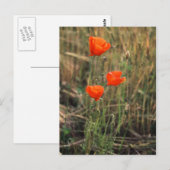 Drie papavers | BRIEFKAARTEN (Voorkant / Achterkant)