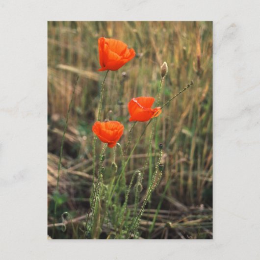 Drie papavers | BRIEFKAARTEN (Voorkant)