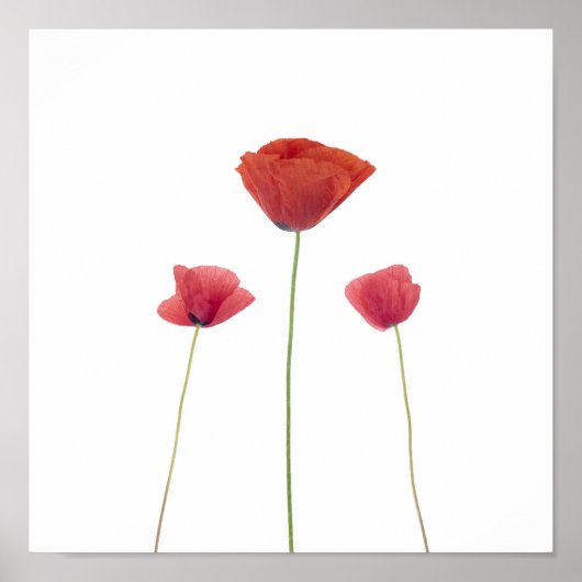 Drie papavers poster (Voorkant)