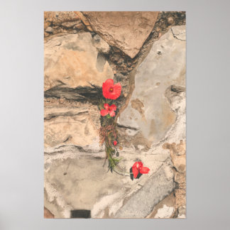 Drie papavers poster