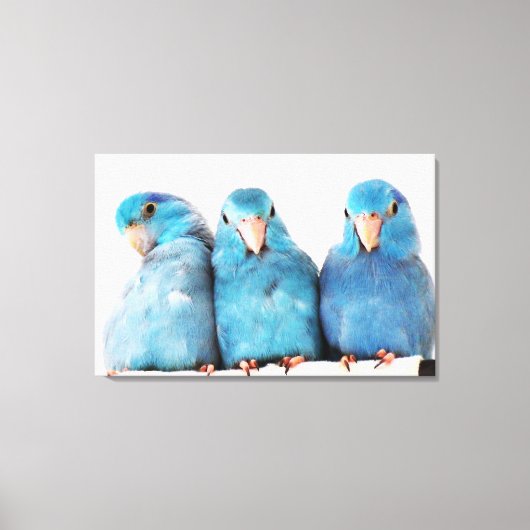 Drie papegaaien Pacific Blue Parrotlets Canvas Art Afdruk (Voorkant)