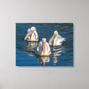 Drie pelikanen close-up canvas print