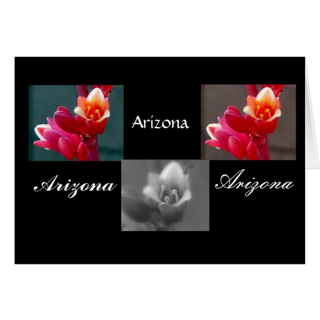 Drie Penstemon bloemen, Arizona (Voorkant Horizontaal)