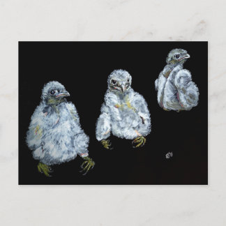 Drie Peregrine Chicken Briefkaart