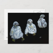 Drie Peregrine Chicken Briefkaart (Voorkant / Achterkant)