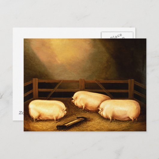 Drie Pigs buiten een Sty Briefkaart (Voorkant / Achterkant)