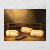 Drie Pigs buiten een Sty Briefkaart (Voorkant)