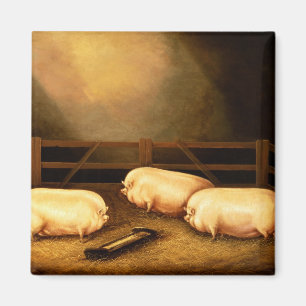 Drie Pigs buiten een Sty Magneet