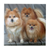 Drie Pomeraniërs Tegeltje (Voorkant)