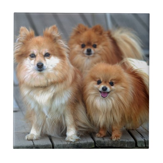 Drie Pomeraniërs Tegeltje (Voorkant)