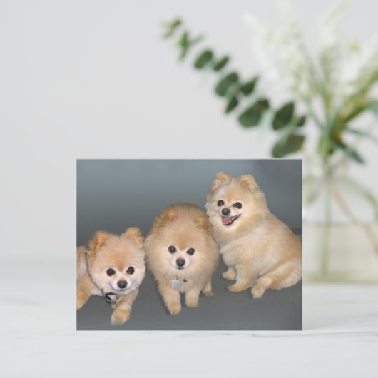 Drie Pommeren Briefkaart (Staand voorkant)