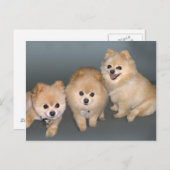 Drie Pommeren Briefkaart (Voorkant / Achterkant)