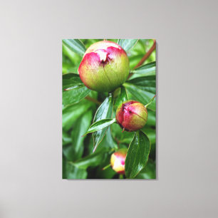 Drie pony-knoppen canvas afdruk