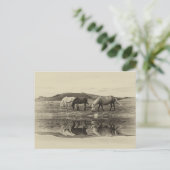 Drie pony's briefkaart (Staand voorkant)