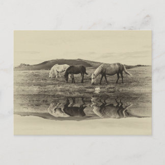 Drie pony's briefkaart