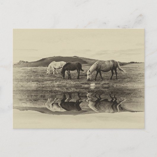 Drie pony's briefkaart (Voorkant)