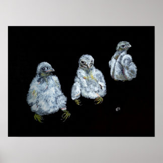 Drie Posters van Peregrine Chicken