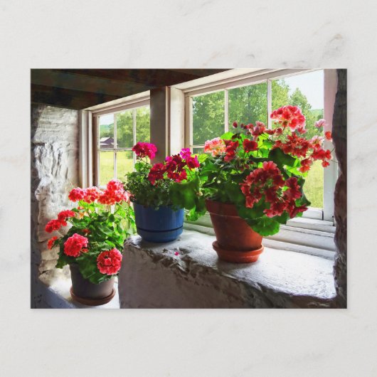 Drie potten Geraniums op Windows Briefkaart (Voorkant)