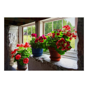 Drie potten Geraniums op Windows Perfect Poster