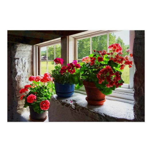 Drie potten van Geraniums op Windows Perfect Poster (Voorkant)